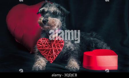Joyeux Saint Valentin chien miniature de race schnauzer avec un ballon en forme de cœur sur un fond noir Banque D'Images