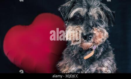 Joyeux Saint Valentin chien miniature de race schnauzer avec un ballon en forme de cœur sur un fond noir Banque D'Images