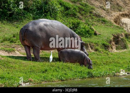Hippopotame mère et veau pâturant sur l'herbe verte près du bord de l'eau, rejoints par une aigrette blanche, mettant en valeur la faune africaine et l'habi naturel Banque D'Images