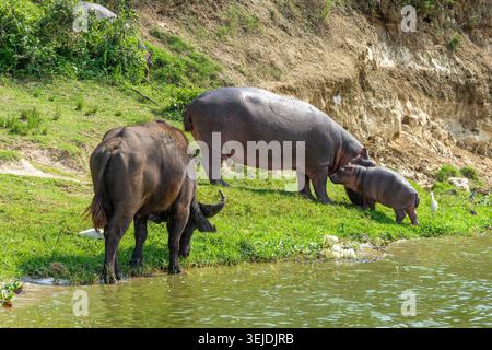 Hippopotame mère et veau pâturant sur l'herbe verte près du bord de l'eau, rejoints par une aigrette blanche, mettant en valeur la faune africaine et l'habi naturel Banque D'Images