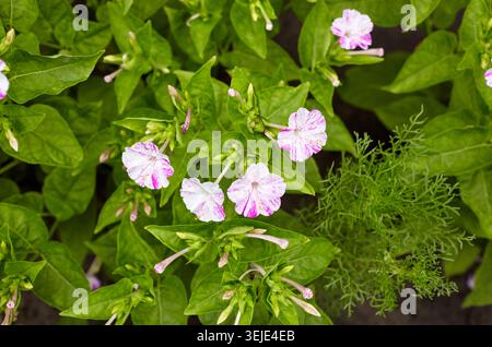 Merveille du Pérou (mirabilis jalapa) fleurs au jardin. Nyctaginaceae vivace originaire d'Amérique tropicale. Il fleurit vers 16 heures, donc il s'appelle t Banque D'Images