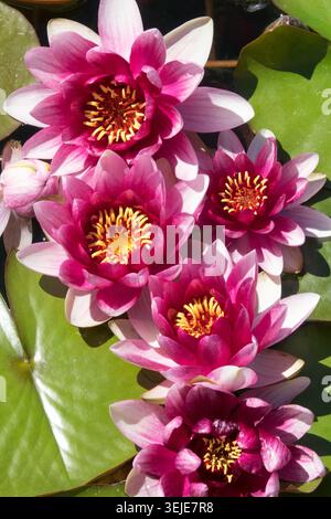 Fleurs roses et violettes de nymphée de nénuphar Banque D'Images
