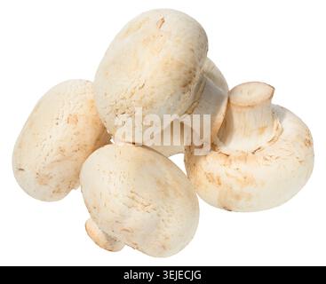 Champignons de bouton blanc frais empilés sur fond blanc. Gros plan du champignon comestible Agaricus bisporus Banque D'Images