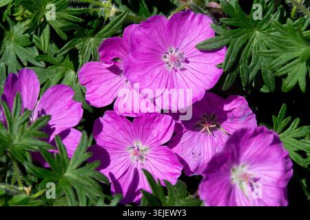 Gros plan de fleurs roses avec des veines plus foncées de Bloody Cranesbill Geranium sanguineum 'John Elsley' Banque D'Images