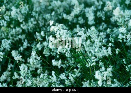 Snowy Wood Rush, Luzula nivea Banque D'Images