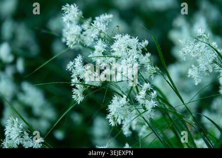 Snowy Wood Rush, Luzula nivea Banque D'Images