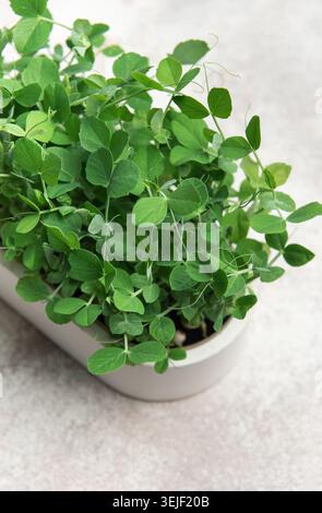 Microverts de pois frais poussant dans un pot sur un fond gris Banque D'Images