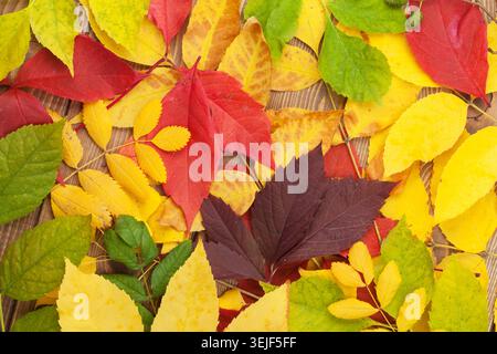 Les feuilles d'automne sur fond de bois Banque D'Images