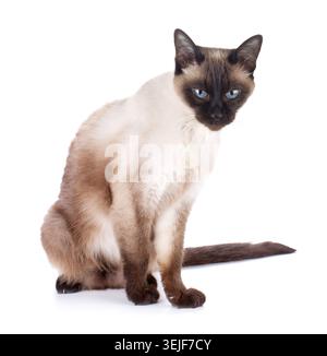 Chat siamois Banque D'Images