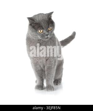 Beau chat gris Banque D'Images