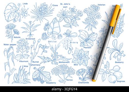 Ensemble de doodle plantes et baies Banque D'Images