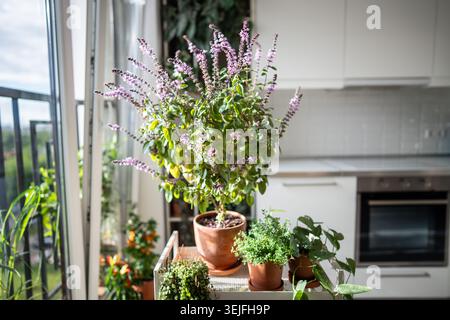 Plante de buisson de basilic thaïlandais en fleurs, thym citron dans un pot en argile à la maison. Culture arôme maison herbes épicées, jardinage en intérieur. GRE Banque D'Images