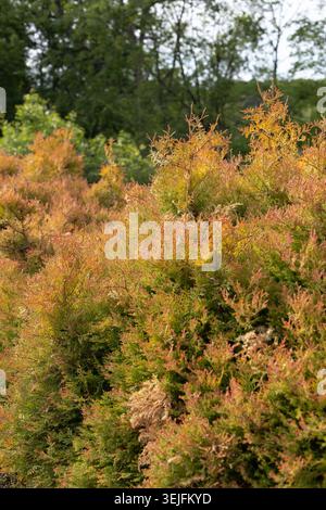Thuja occidentalis 'Congabe' chef du feu arborvitae américain. Banque D'Images