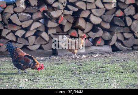 Un coq coloré et une poule brune peck et fourrage sur un sol herbeux devant une grande pile de bois de chauffage, évoquant la vie rustique de campagne, fa à petite échelle Banque D'Images