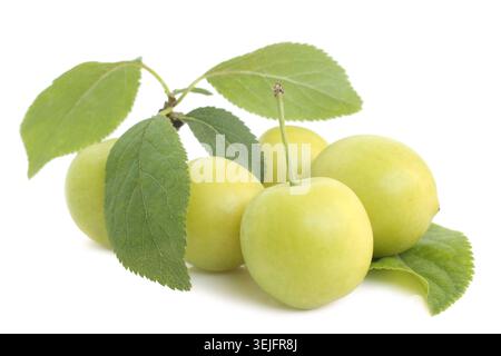 Prunes de cerise vertes avec des feuilles vertes sur fond blanc Banque D'Images