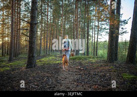 Femme randonneur avec sac à dos cueillant des champignons dans le panier marchant dans la forêt avec vue arrière de chien Banque D'Images