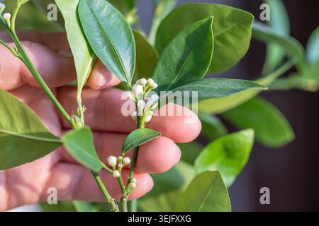 Bras touchant prêt à fleurir arbre de calamondin d'agrumes avec des bourgeons et des fleurs parfumées closeup Banque D'Images