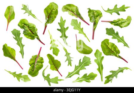 Verts frais mélangés verts - roquette et feuilles de bette comme motif, isolé sur fond blanc. Fond de salade de verts feuillus. An Banque D'Images