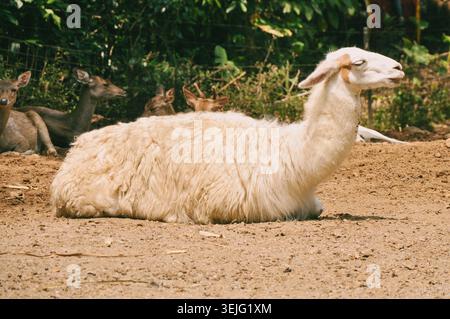 Un lama blanc repose sur le sol, se reposant les yeux fermés. Le pelage laineux épais du lama contraste avec son visage et ses oreilles lisses. Dans le backgrou Banque D'Images
