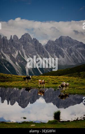Les vaches qui paissent à côté des eaux réfléchissantes de Salfeinser voient sous la spectaculaire chaîne de montagnes Kalkkögel près d'Innsbruck, Tyrol, Autriche. Banque D'Images