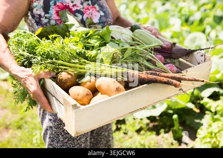 Femme fermière adulte tenant des légumes biologiques locaux frais dans le jardin Banque D'Images