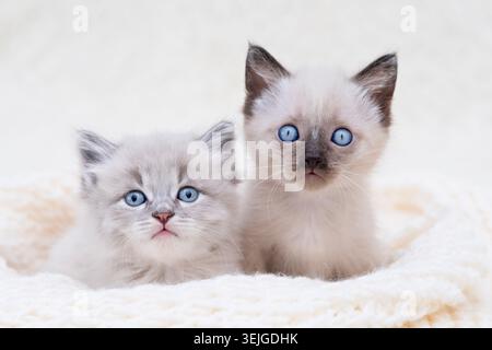 Deux petits chatons gris aux yeux bleus sont couchés sur un fond clair. Banque D'Images