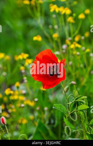 la fleur de coquelicot rouge éclatante est mise au point sur un fond vert doux de fleurs sauvages jaunes et d'herbe de prairie Banque D'Images