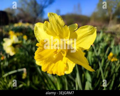 Fleur de jonquille fleurie le jour ensoleillé du printemps avec un ciel bleu. Gros plan sur les fleurs de Narcisse. Fleur fleurie avec pétales jaunes, étamines jaunes, feuilles vertes poussant dans le sol. Arrière-plan naturel Banque D'Images