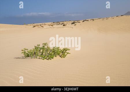 Espagne - Fuerteventura, plage Piedra Playa à El Cotillo Banque D'Images