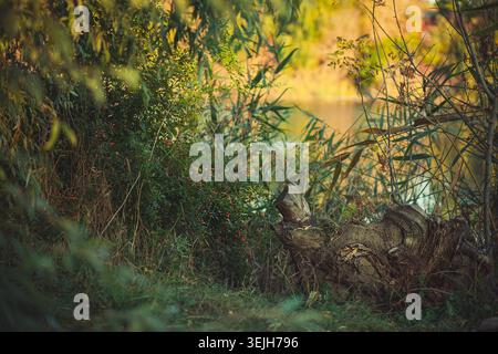 Scène naturelle paisible avec feuillage vert luxuriant, baies rouges éclatantes sur le Bush, souche d'arbre altérée. Une lumière naturelle douce illumine l'eau tranquille g Banque D'Images
