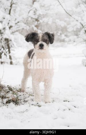 Chien de race mixte mignon marchant dans la forêt enneigée Banque D'Images
