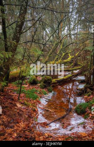 Scène forestière sereine avec un ruisseau sinueux entouré par un feuillage d'automne vibrant à Drenthe, aux pays-Bas. Banque D'Images