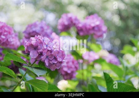 Fleurs et buissons d'hortensia violettes et roses Banque D'Images