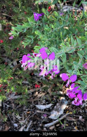 Gros plan de Polygala Dazzler en fleur, Australie méridionale Banque D'Images