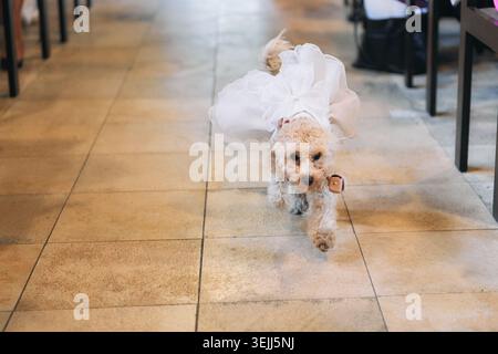 Chien caniche jouet mignon portant une robe de mariée blanche courant dans l'allée pour livrer des anneaux à la mariée et le marié. Banque D'Images