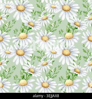 Motif aquarelle sans couture avec fleurs de camomille blanche et feuillage vert sur un fond vert sauge clair. Papier numérique botanique dessiné à la main Banque D'Images