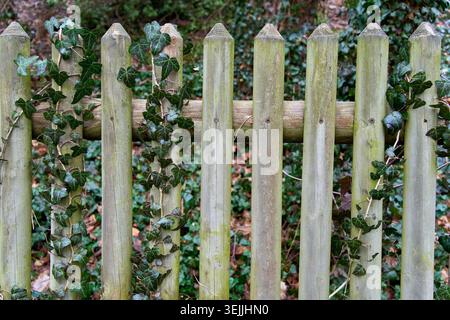 Clôture de piquet en bois entrelacée de feuilles de lierre vertes dans un jardin, créant une texture de fond rustique et naturelle. Banque D'Images