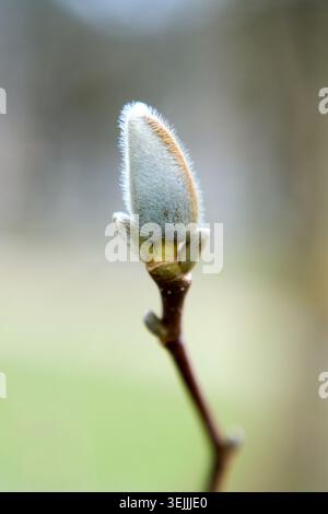 Vue macro d'un bourgeon flou à fourrure unique d'un magnolia étoilé sur une branche au début du printemps. Banque D'Images