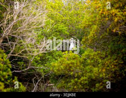 Une Grande aigrette (Ardea alba) perchée dans un arbre à Assateague Island National Seashore, Maryland Banque D'Images