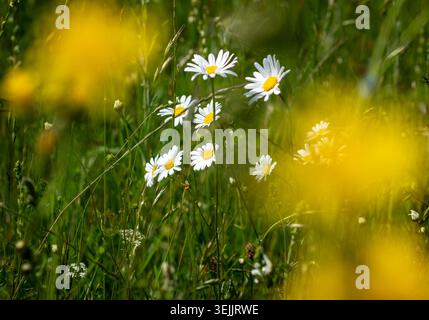 Marguerites sauvages communes fleurissant dans un pré, Worcestershire, Angleterre. Banque D'Images