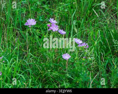 Gros plan moyen, vue plein écran d'une plante ramifiée de crane de prairie (lat : géranium pratense) au milieu de diverses plantes de prairie. Banque D'Images