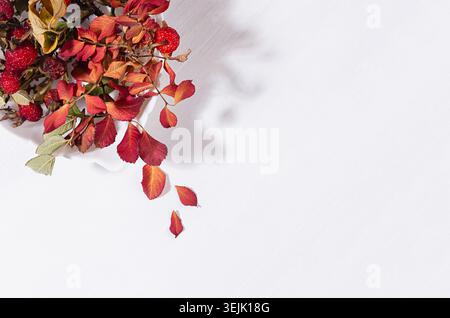 Fond élégant d'automne avec des baies rouges séchées et des feuilles rose hanche dans un bol de feuilles au soleil avec ombre sur une lumière douce blanc WO Banque D'Images