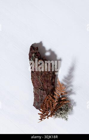 Composition de la récolte forestière d'automne - fougère jaune à feuilles sèches, mousse, morceau d'écorce de pin brun sur panneau de bois blanc, vue de dessus, verticale Banque D'Images