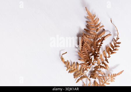 Élégant fond d'automne léger et doux avec feuille de fougère brune sèche à la lumière du soleil avec ombre bizarre sur panneau de bois blanc, vue de dessus, bo Banque D'Images