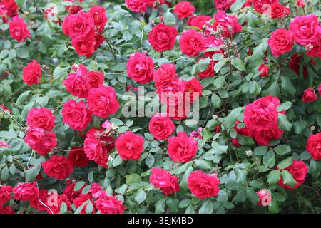Abondantes roses d'arbuste rouge fleurissant sur un luxuriant Bush de jardin vert Banque D'Images