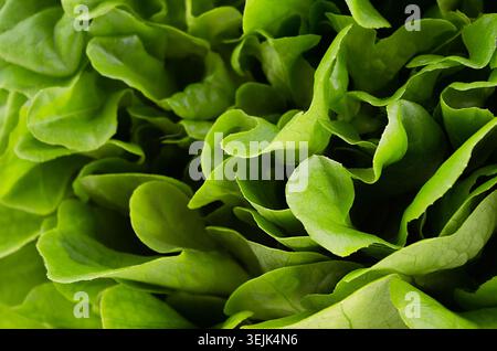 Vert frais vif feuilles de laitue comme arrière-plan. Toile de fond des aliments crus d'été sains. Banque D'Images