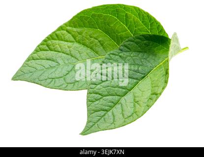 Deux jeunes feuilles de pomme de terre vertes isolées sur fond blanc. Masque Banque D'Images