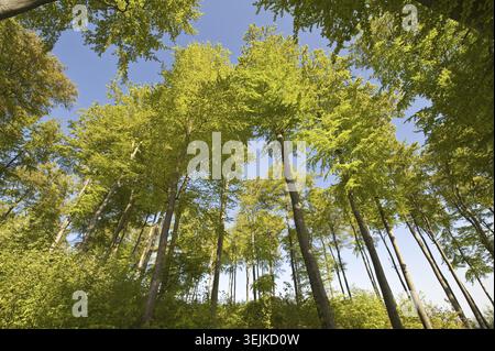 Cimes des arbres d'une forêt feuillue debout dans le feuillage vert frais vu d'en bas par beau temps ensoleillé et un ciel sans nuages Banque D'Images