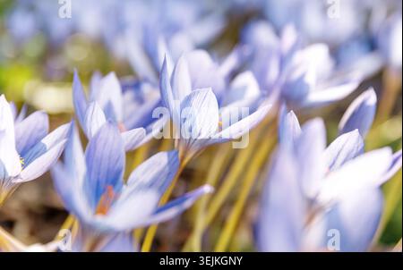 Crocus - fleur violette bleu printemps sur le terrain Banque D'Images