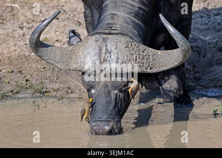 Buffle africain ou buffle du Cap (Syncerus caffer) buvant dans une rivière, avec le pics à bec jaune (Buphagus africanus), Masaï Banque D'Images